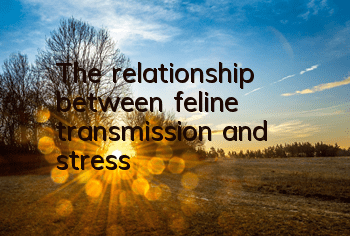 The relationship between feline transmission and stress
