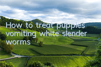 How to treat puppies vomiting white slender worms