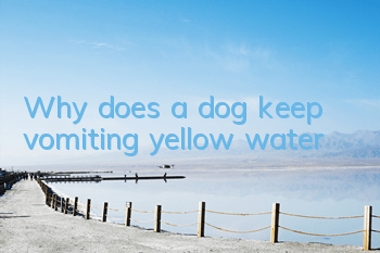 Why does a dog keep vomiting yellow water?