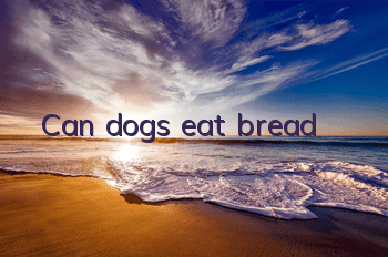 Can dogs eat bread?