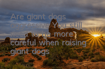 Are giant dogs aggressive? You still need to be more careful when raising giant dogs!