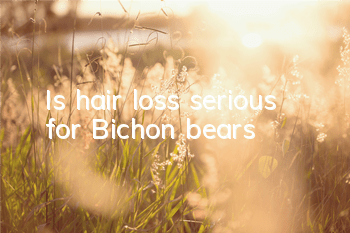 Is hair loss serious for Bichon bears?