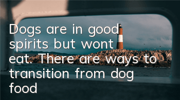 Dogs are in good spirits but won’t eat. There are ways to transition from dog food!