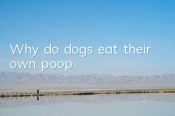 Why do dogs eat their own poop?