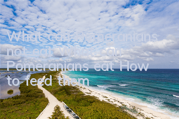 What can Pomeranians not eat? What can Pomeranians eat? How to feed them?