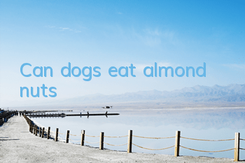 Can dogs eat almond nuts?
