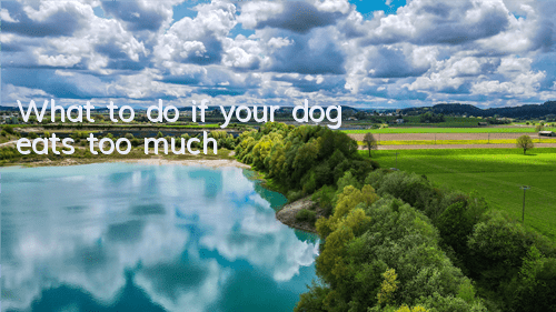What to do if your dog eats too much