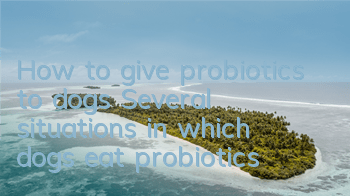 How to give probiotics to dogs? Several situations in which dogs eat probiotics