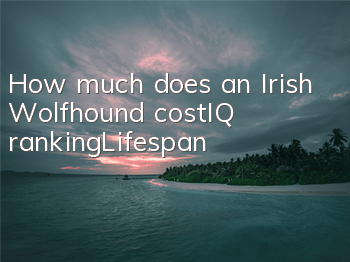 How much does an Irish Wolfhound cost_IQ ranking_Lifespan