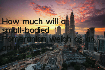 How much will a small-bodied Pomeranian weigh as an adult?