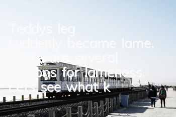 Teddy's leg suddenly became lame. There are several reasons for lameness. Let's see what kind of Teddy you have.