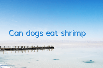 Can dogs eat shrimp?