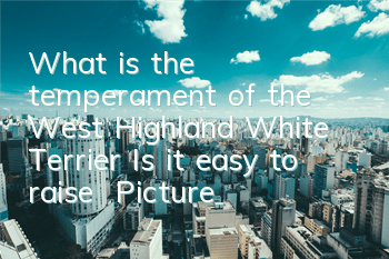 What is the temperament of the West Highland White Terrier? Is it easy to raise? | Pictures | Price