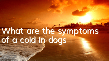 What are the symptoms of a cold in dogs?