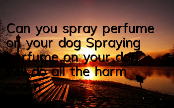 Can you spray perfume on your dog? Spraying perfume on your dog will do all the harm and no good.