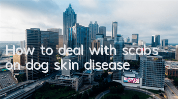 How to deal with scabs on dog skin disease?