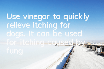 Use vinegar to quickly relieve itching for dogs. It can be used for itching caused by fungal mites.
