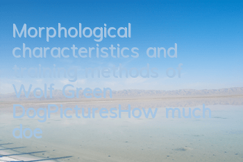 Morphological characteristics and training methods of Wolf Green Dog|Pictures|How much does one cost?