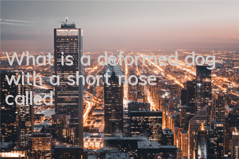 What is a deformed dog with a short nose called?