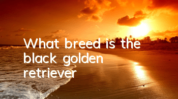 What breed is the black golden retriever?
