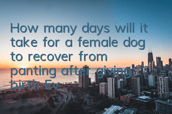 How many days will it take for a female dog to recover from panting after giving birth? Everything you do after giving birth is very important for the female dog.