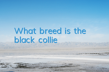 What breed is the black collie?
