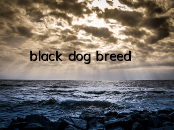 black dog breed