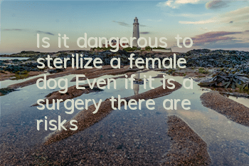 Is it dangerous to sterilize a female dog? Even if it is a surgery, there are risks!