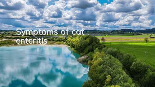 Symptoms of cat enteritis
