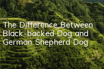 The Difference Between Black-backed Dog and German Shepherd Dog