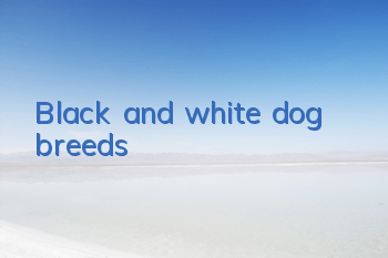 Black and white dog breeds