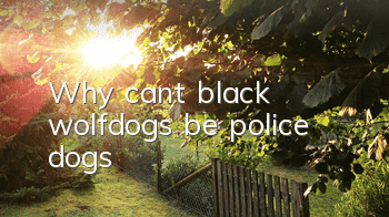 Why can’t black wolfdogs be police dogs?