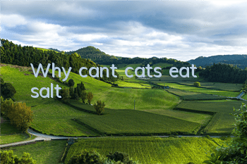 TWhy can’t cats eat salt?