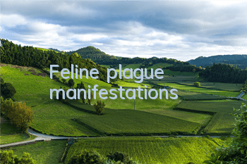 Feline plague manifestations