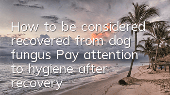 How to be considered recovered from dog fungus? Pay attention to hygiene after recovery!