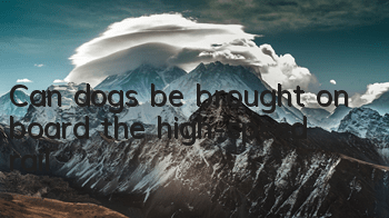 Can dogs be brought on board the high-speed rail?