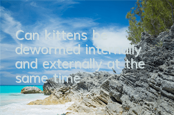 Can kittens be dewormed internally and externally at the same time?