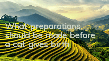 TWhat preparations should be made before a cat gives birth?