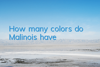 How many colors do Malinois have?