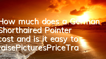 How much does a German Shorthaired Pointer cost and is it easy to raise_Pictures|Price|Training