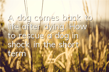 A dog comes back to life after dying. How to rescue a dog in shock in the short term?