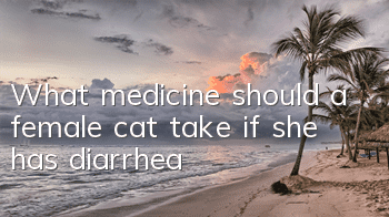 What medicine should a female cat take if she has diarrhea?