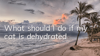 What should I do if my cat is dehydrated?