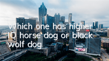 Which one has higher IQ, horse dog or black wolf dog?