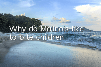 Why do Malinois like to bite children?