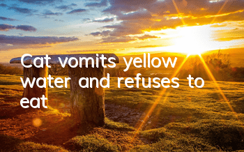 Cat vomits yellow water and refuses to eat