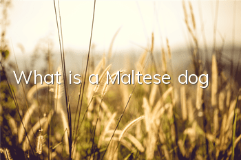 What is a Maltese dog?