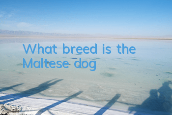 What breed is the Maltese dog?