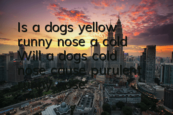 Is a dog's yellow runny nose a cold? Will a dog's cold nose cause purulent runny nose?