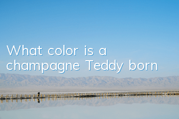 What color is a champagne Teddy born?